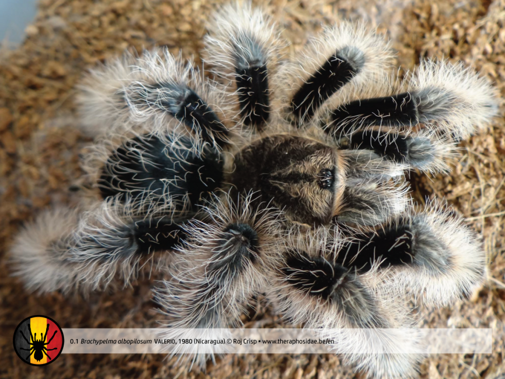 Паук Брахипельма альбопилосум Никарагуа