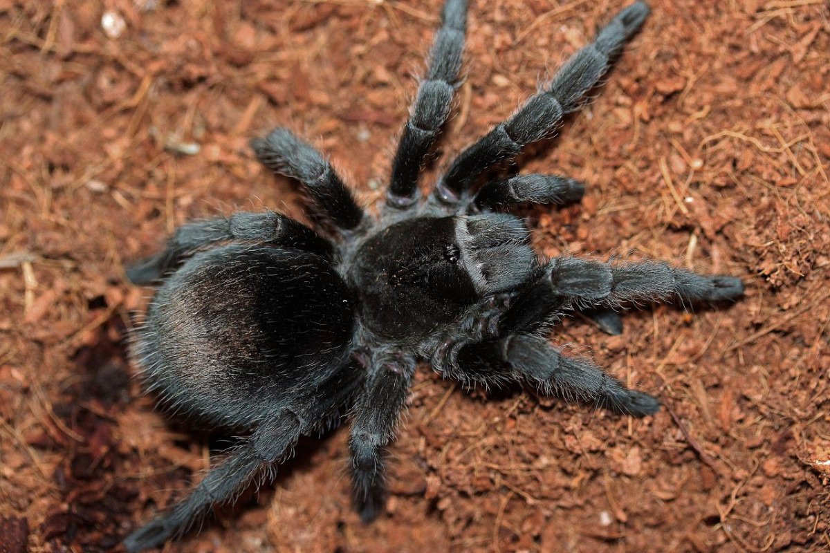 Паук птицеед граммостола пульхра