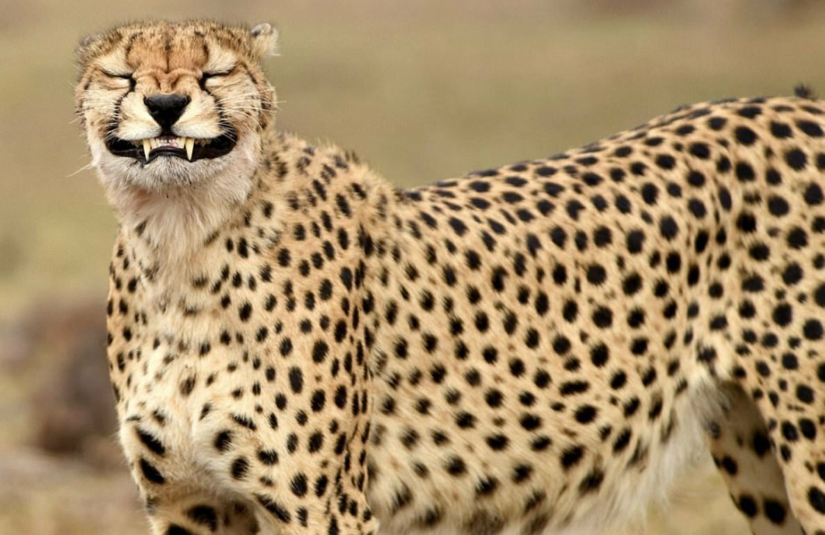 Гепард смешной