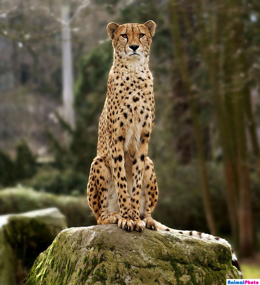 Северо Восточный Африканский гепард