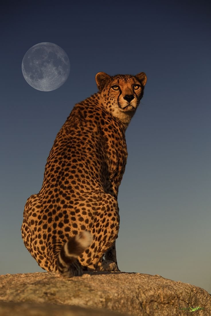 Толстый Ягуар