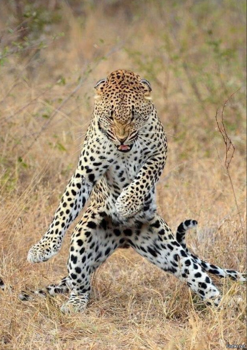 Гепард смешной