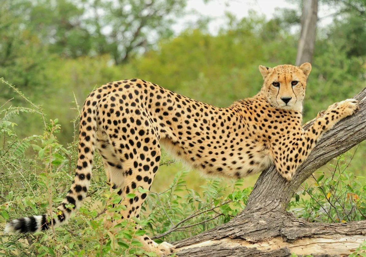 Южноафриканский гепард