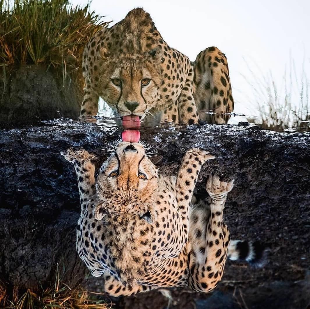 Гепарды в дикой природе