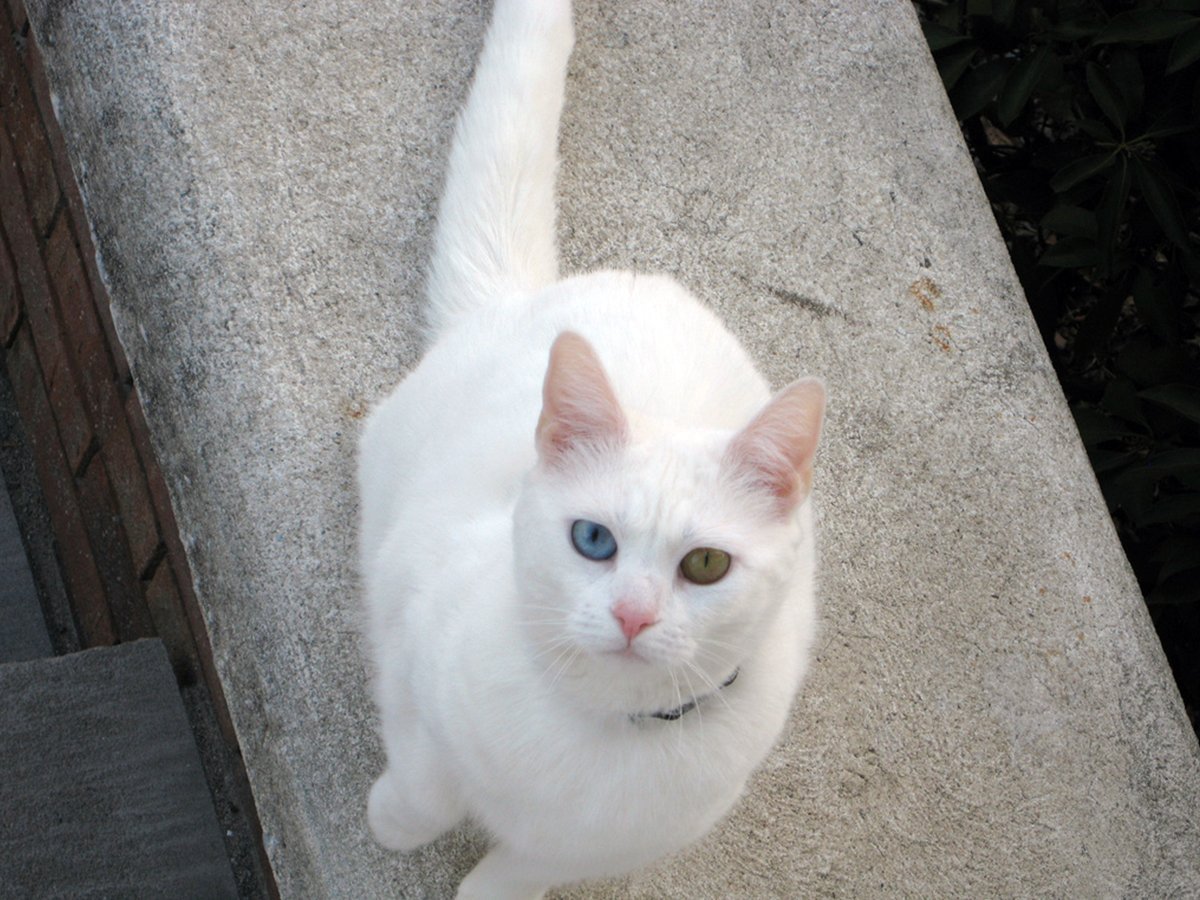 Порода као мани