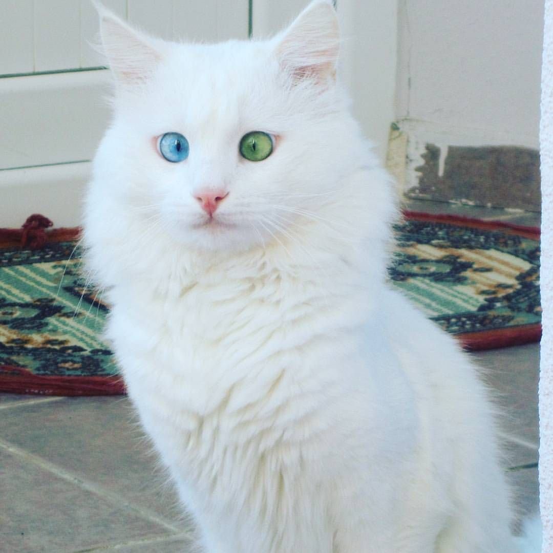 Турецкий Ван альбинос