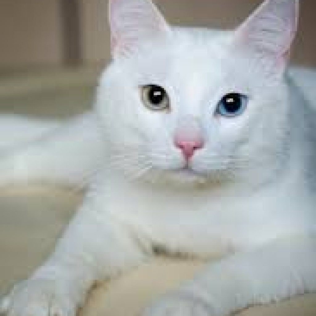 Порода котов као мани