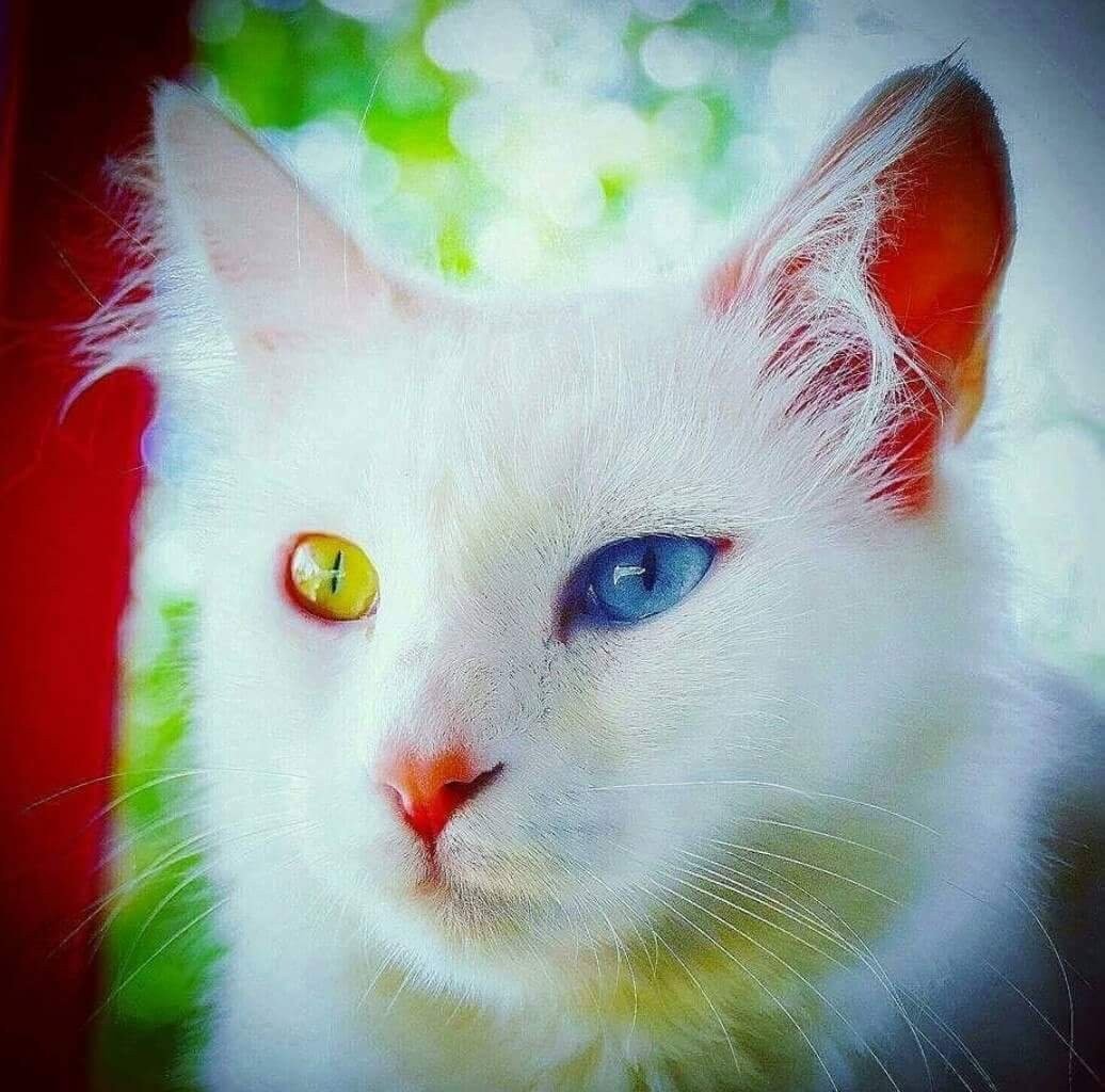 Турецкий Ван кошка синими глазами