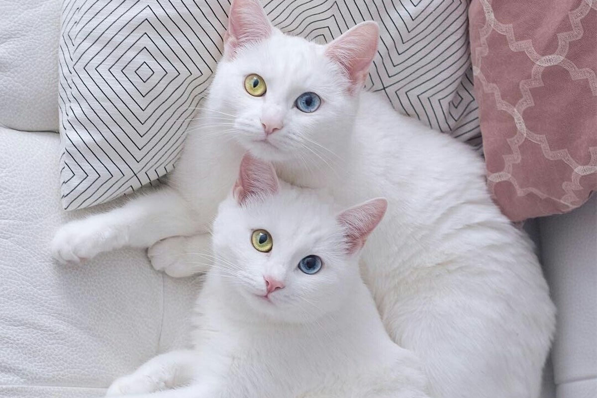 Кот породы као мани