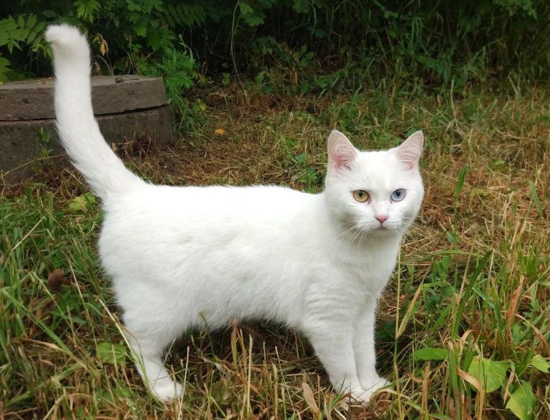 Порода као мани