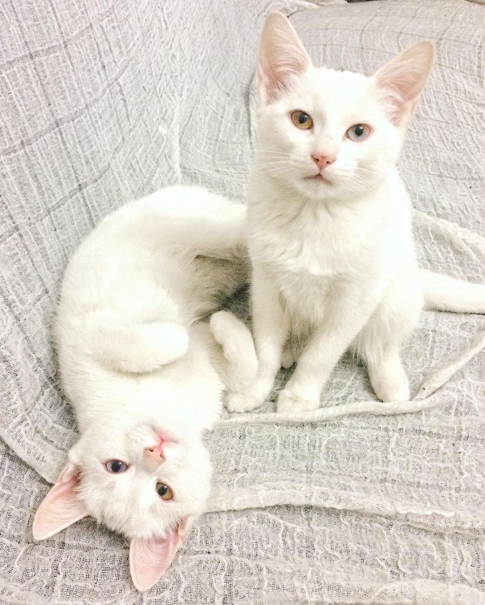 Кошки альбиносы