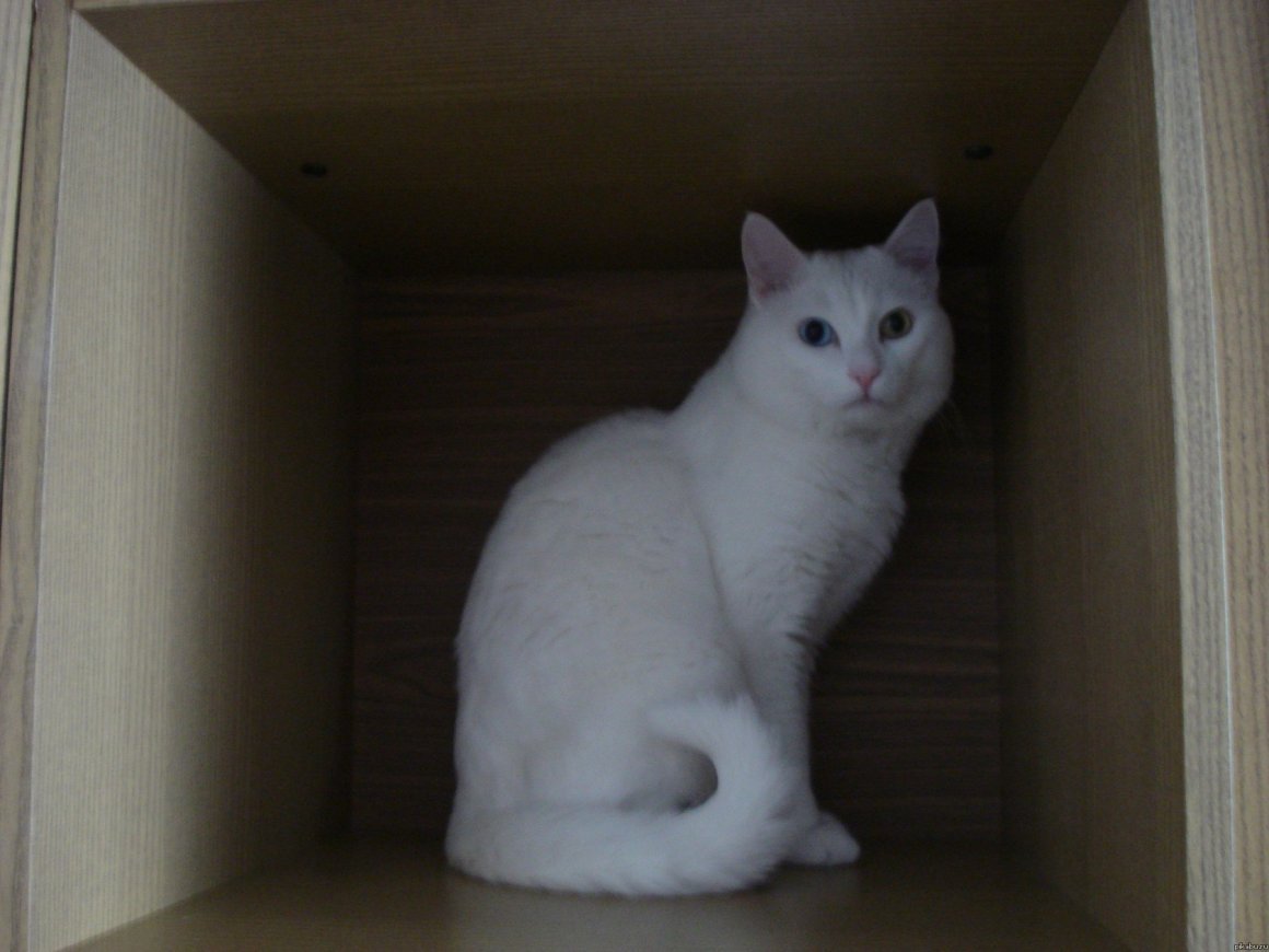 Домашних ЖВ квартире коты белые