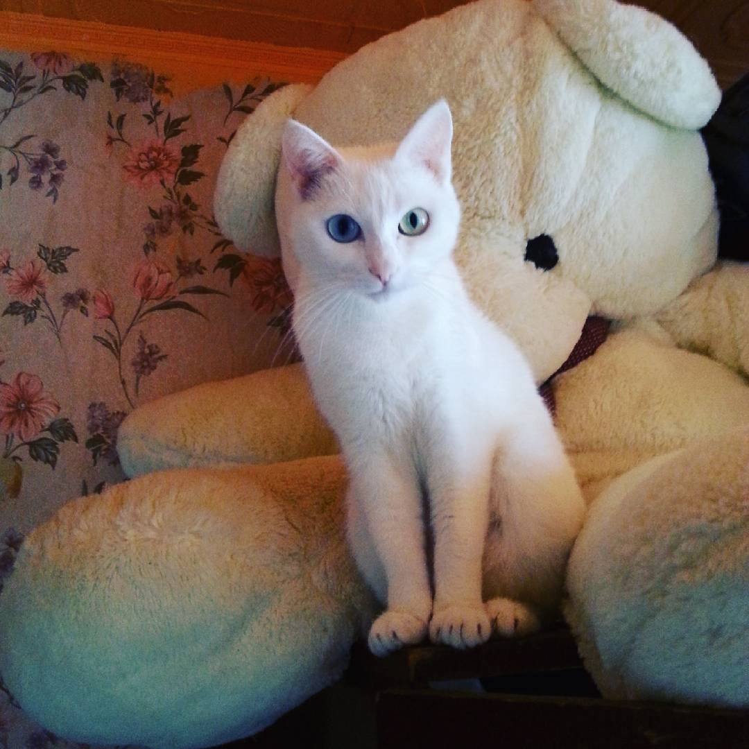 Взрослые као мани