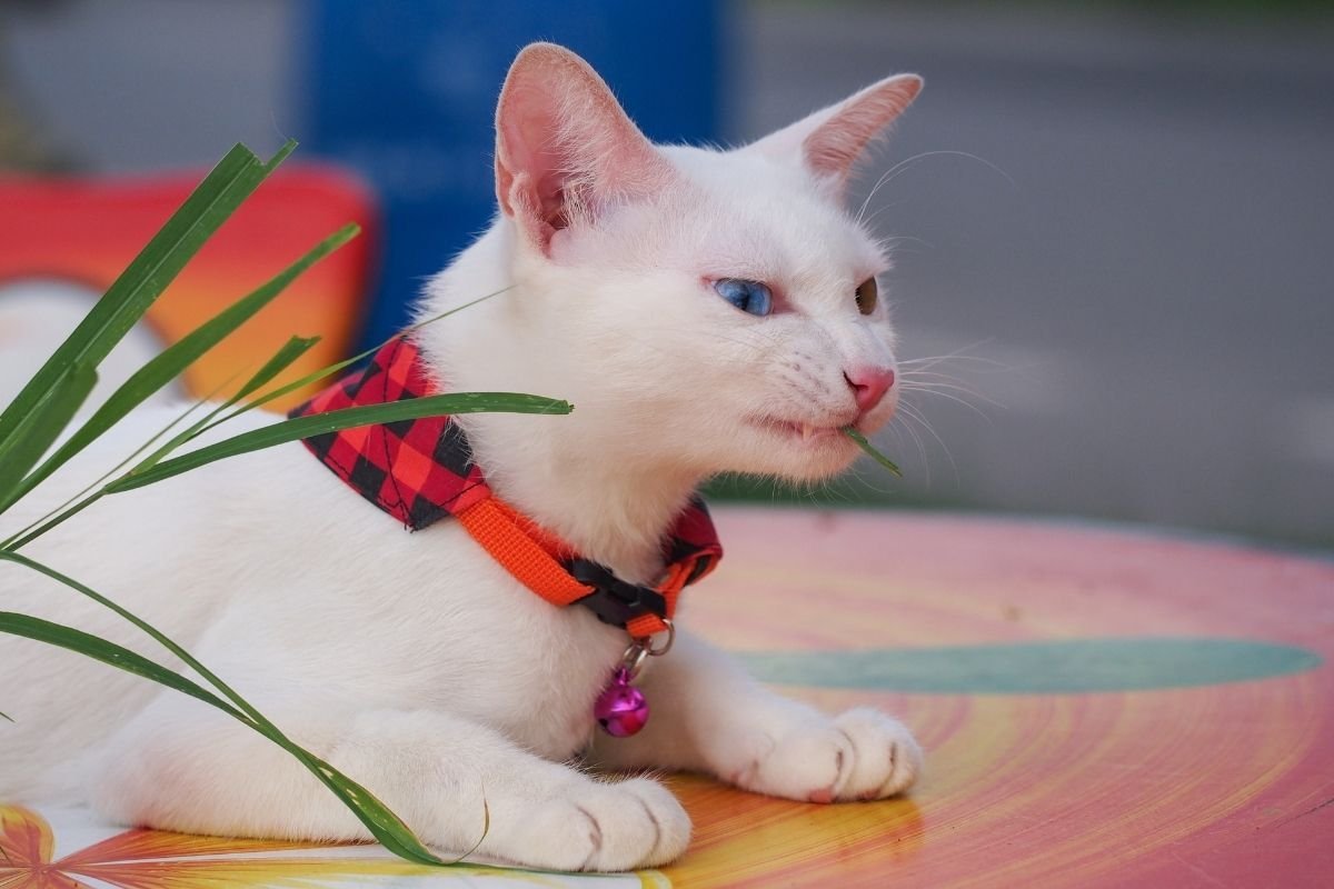 Турецкая Ванская кошка