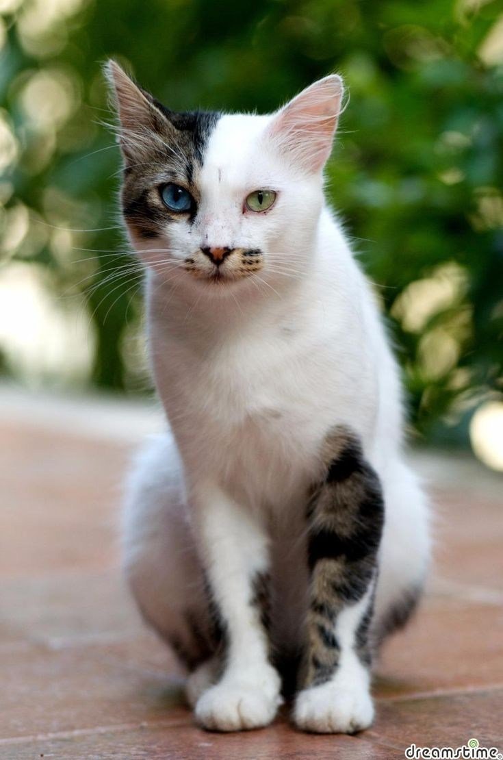 Каумани коты