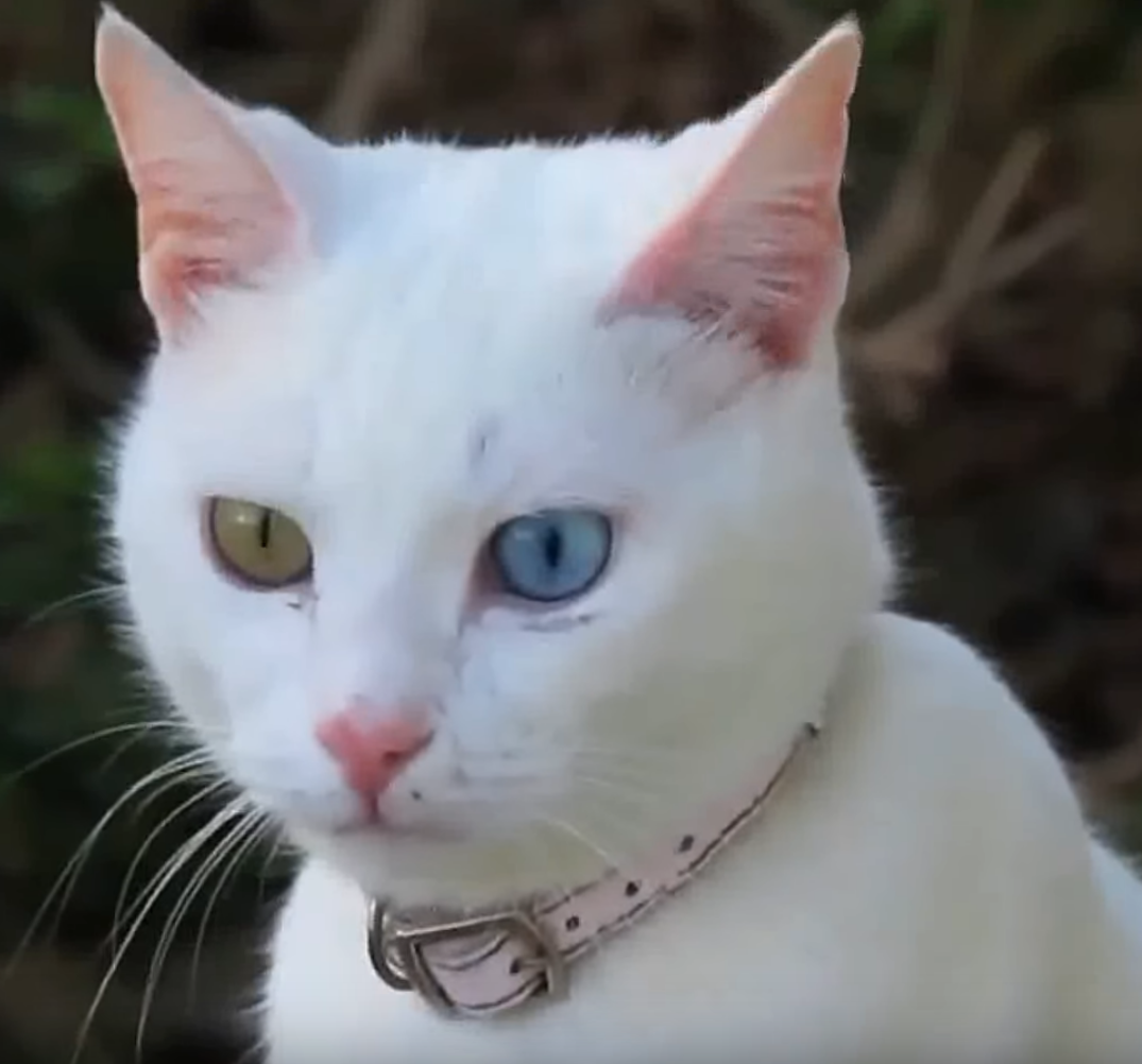 Турецкая ангора кошка короткошерстная