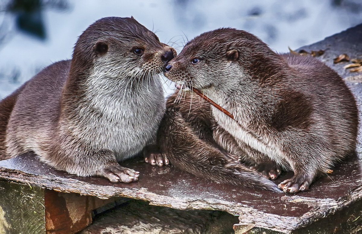 Выдра Речная