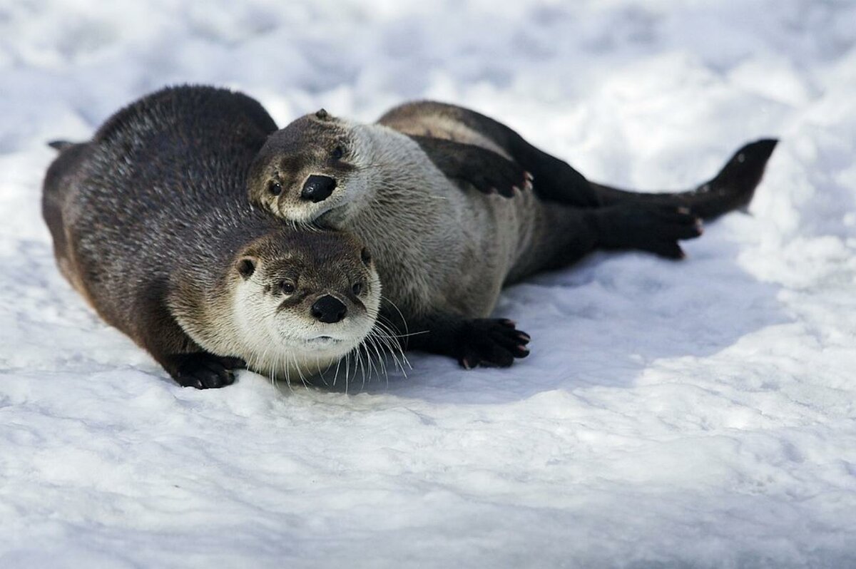 Выдра бежит