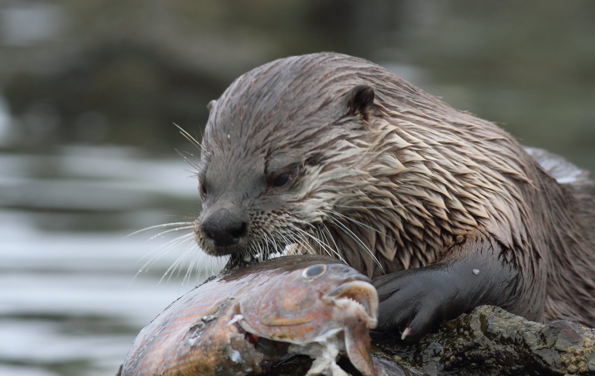 Выдра черная Озерная