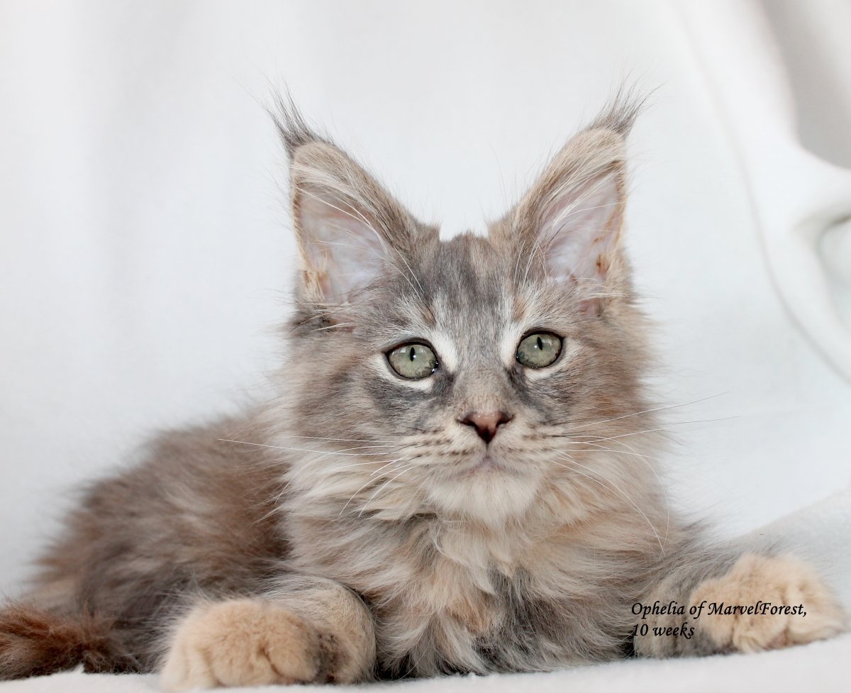 Мейн кун лиловый