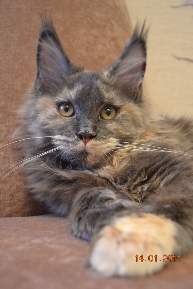 Голубокремовая черепаха Мейн кун