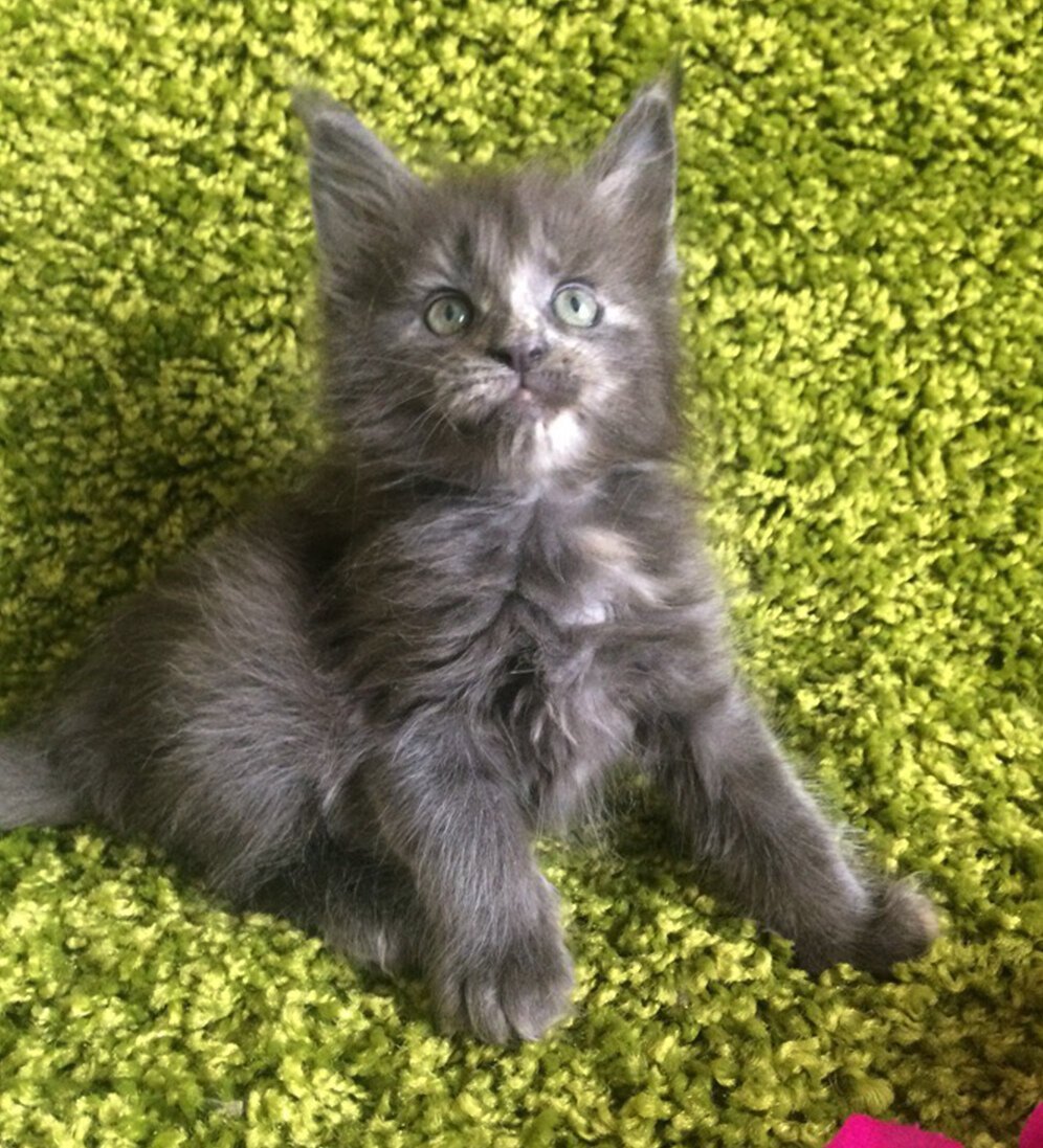 Метис Мейн куна серый