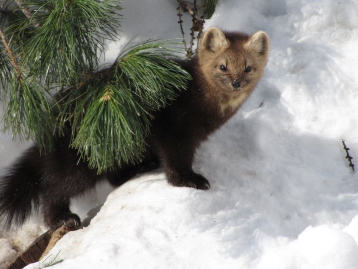 Соболь и куница животные