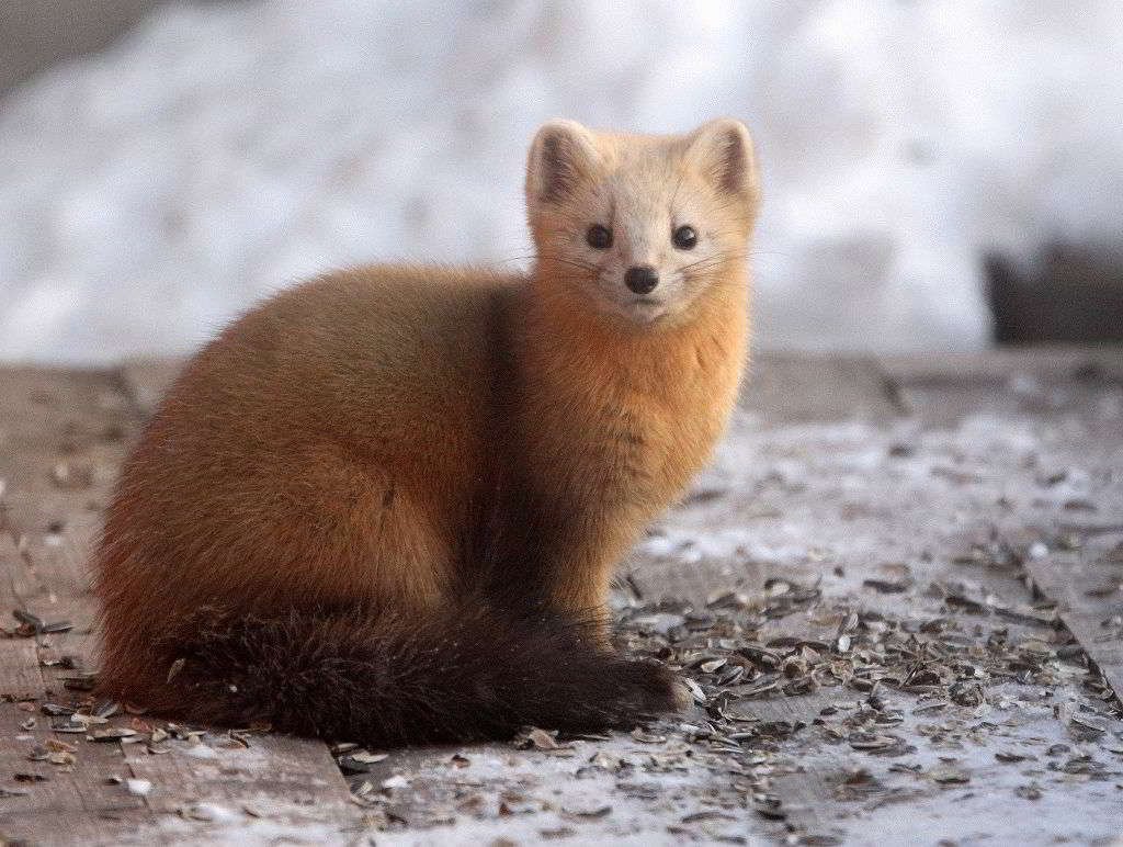 Баргузинский заповедник Соболь