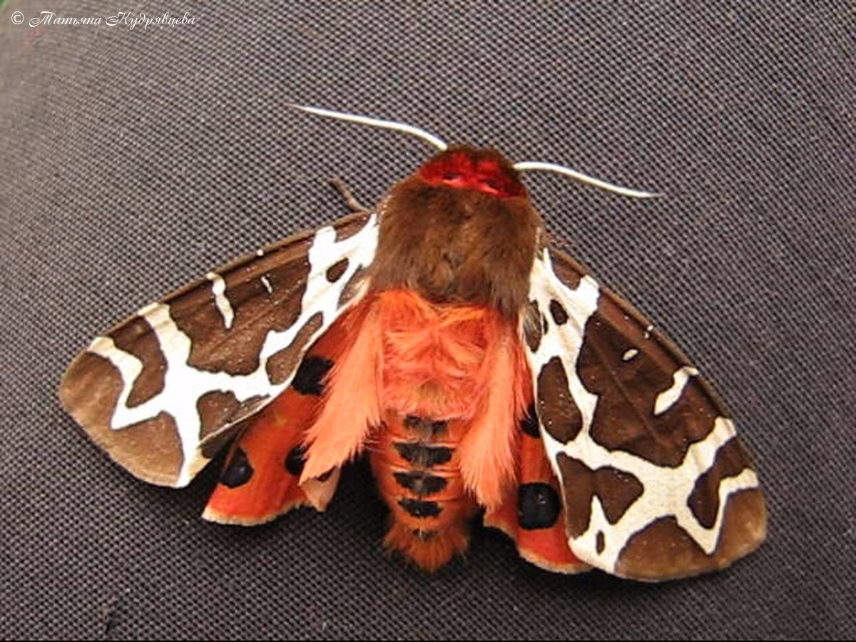 Медведица бурая бабочка