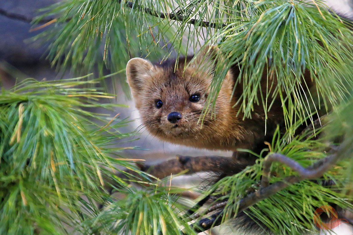 Соболь (зверек сем. Куньих)