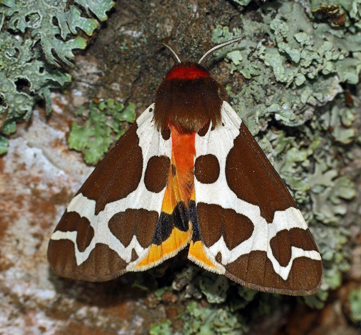 Мотылек Бражник мертвая голова