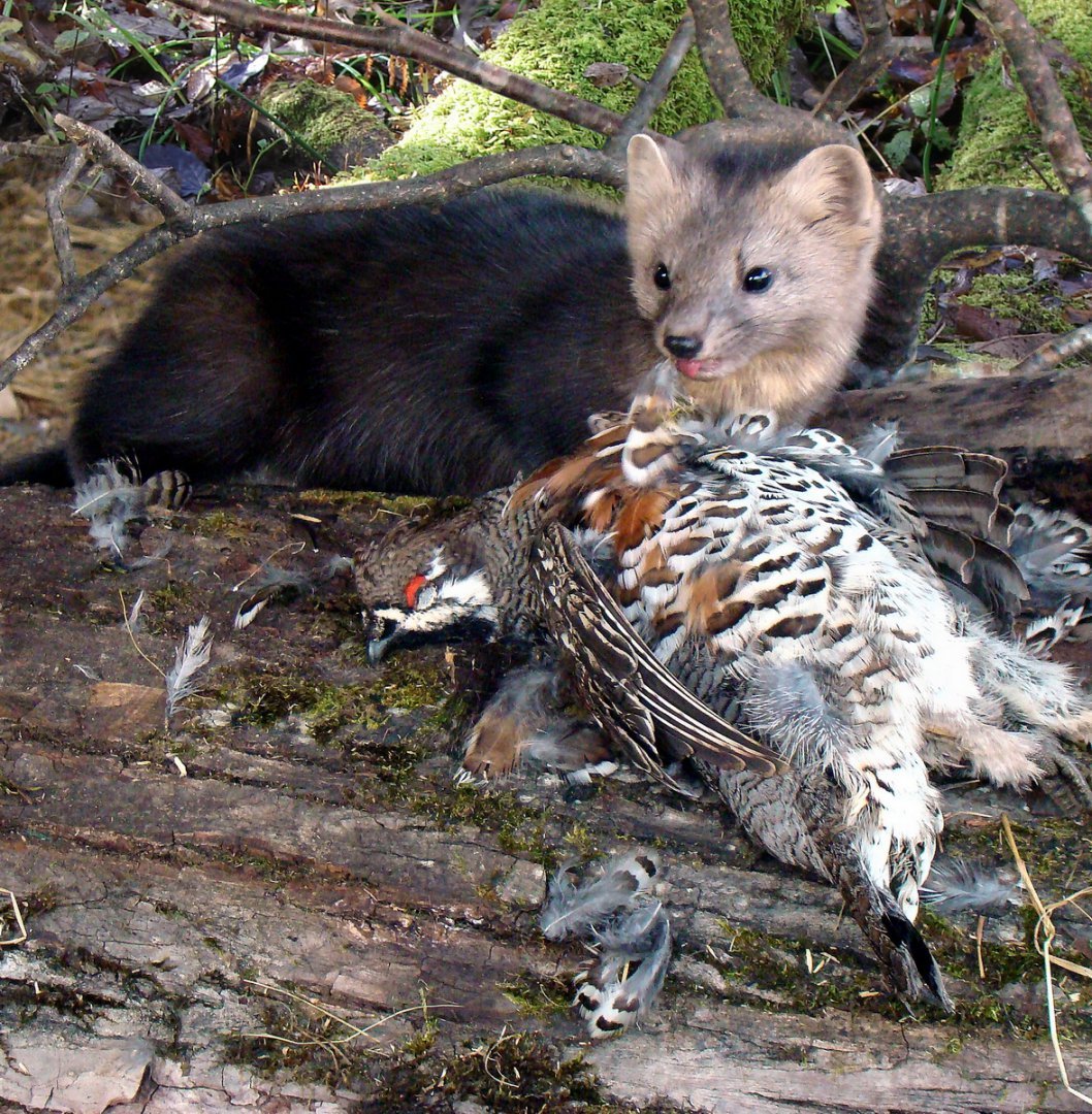 Почтовые марки ценные породы пушных зверей 1980