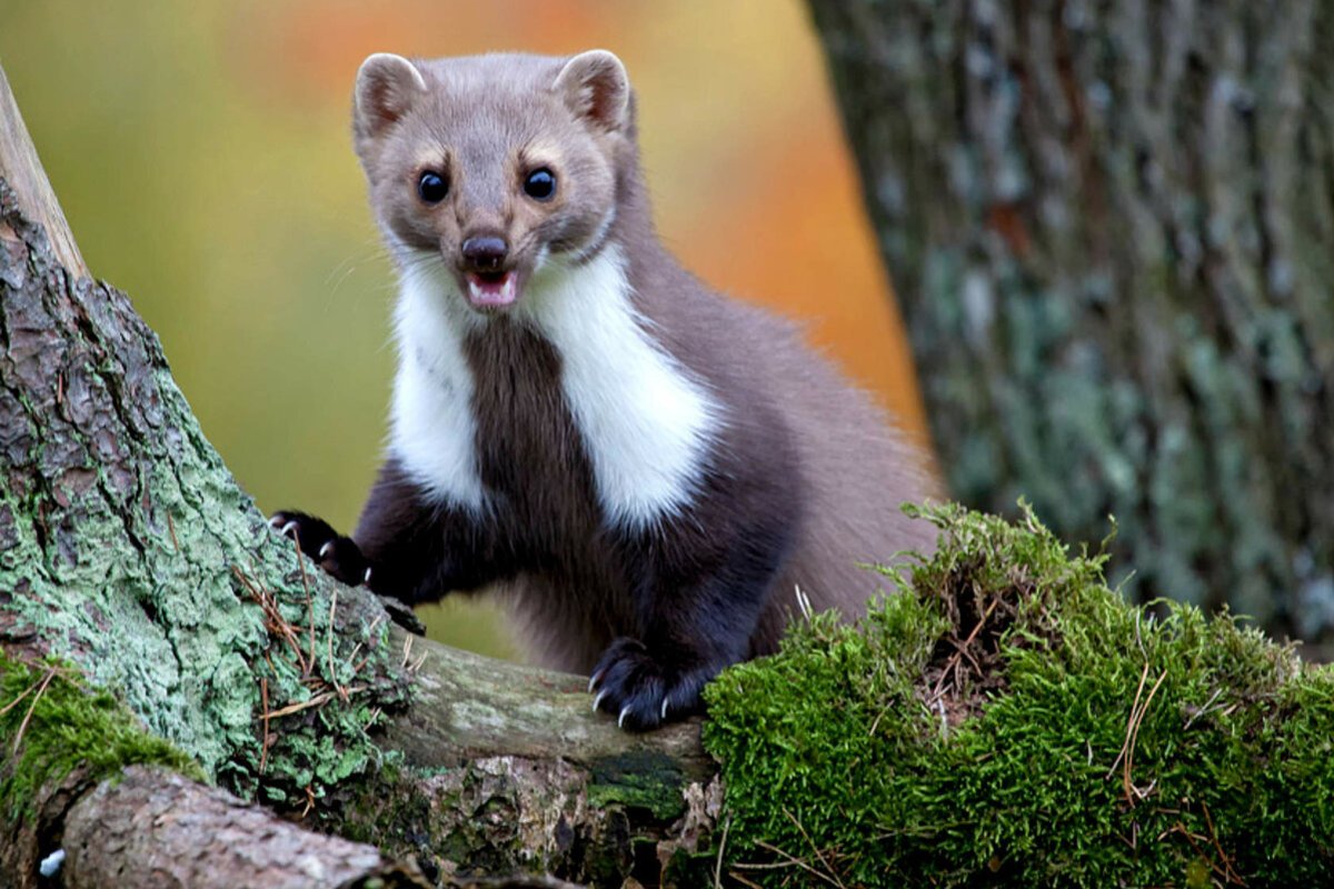 Баргузинский Соболь