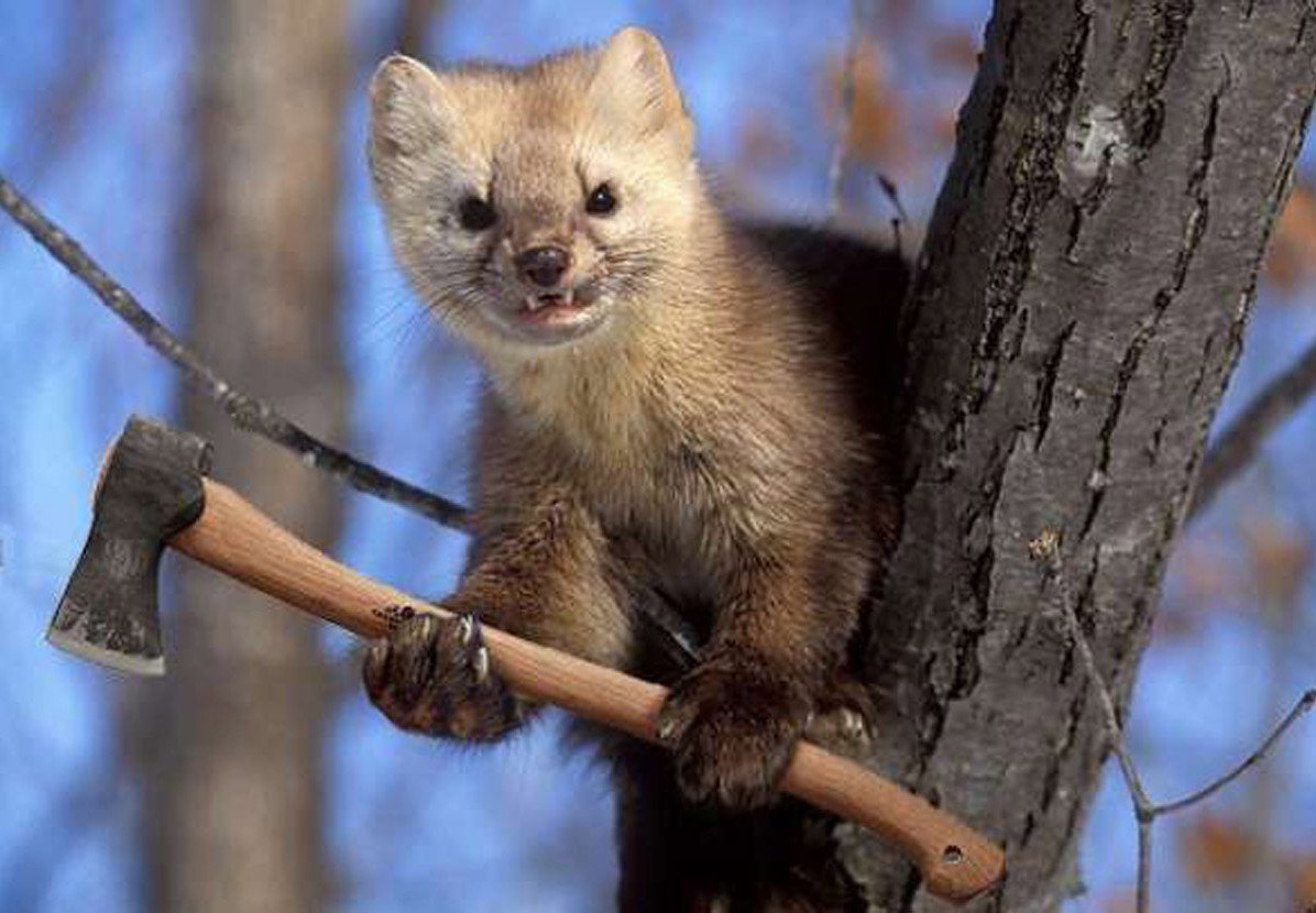 Лесная куница