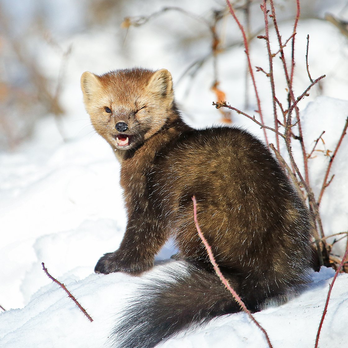 Баргузинский Соболь