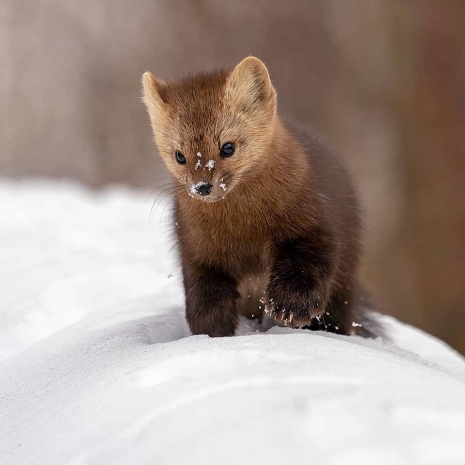 Соболь (зверек сем. Куньих)