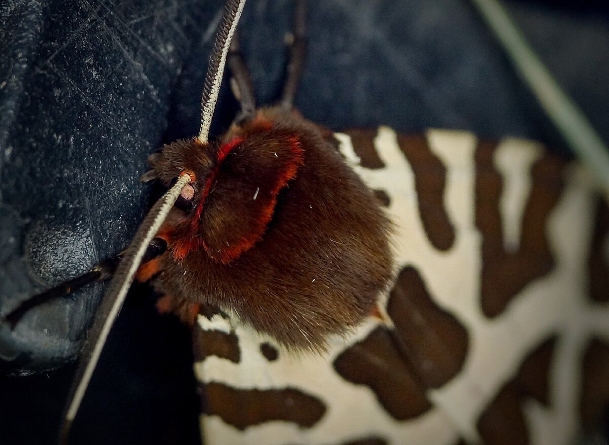 Медведица Кайя куколка