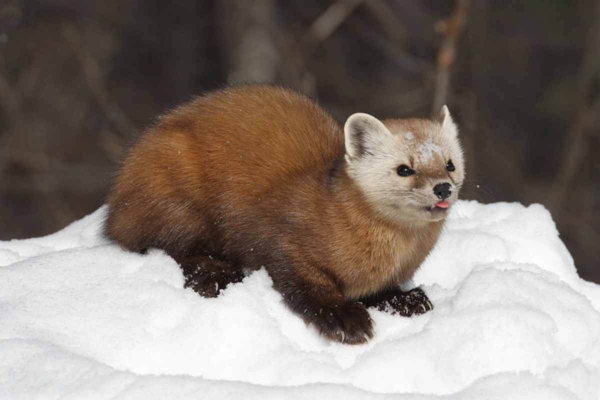 Таёжная куница