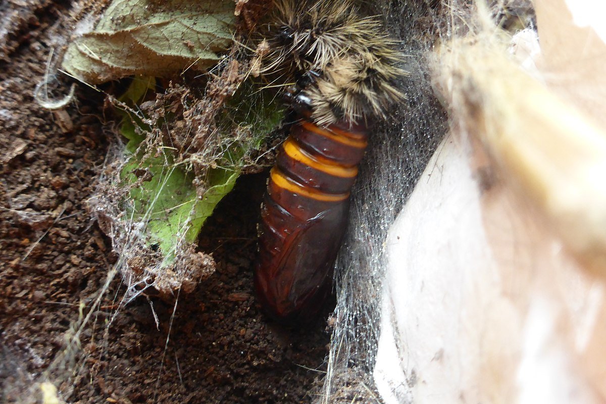 Гусеница медведицы Кайя куколка