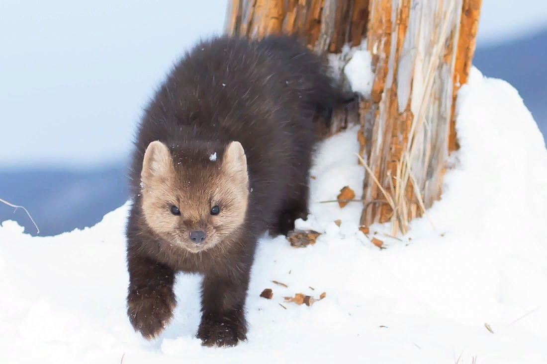 Американская куница