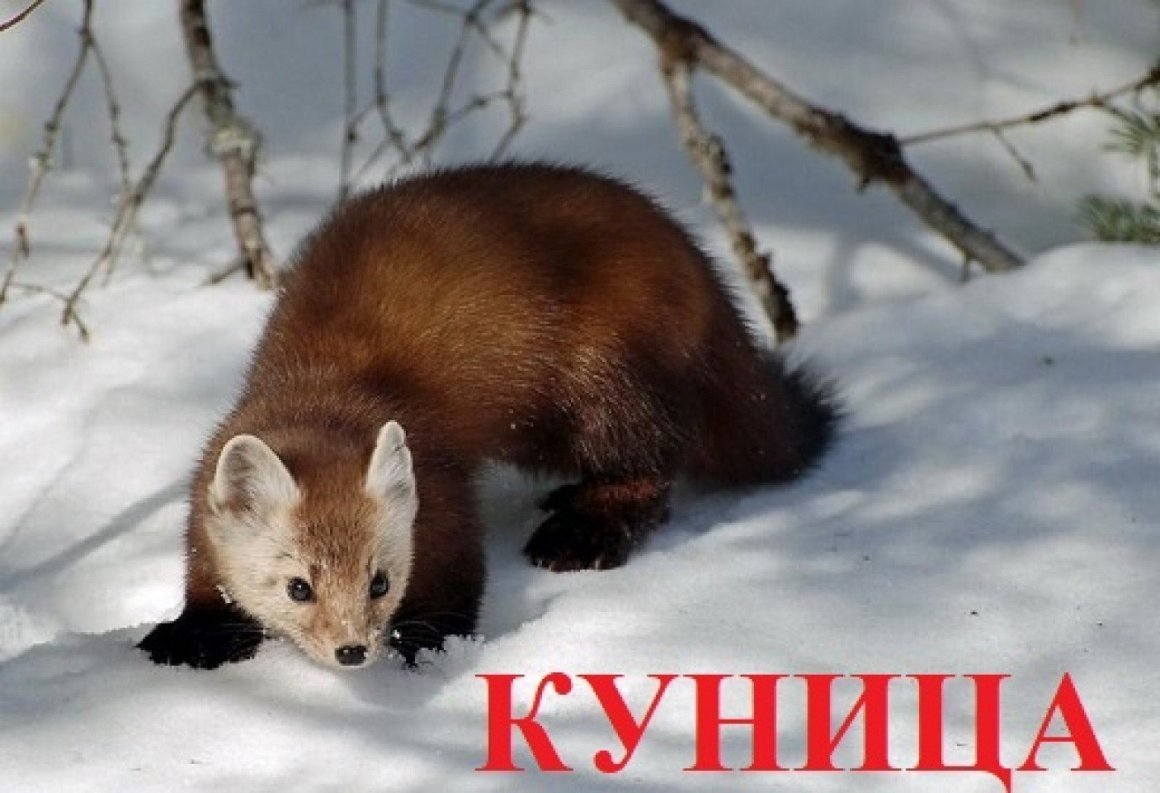 Соболь - martes zibellina