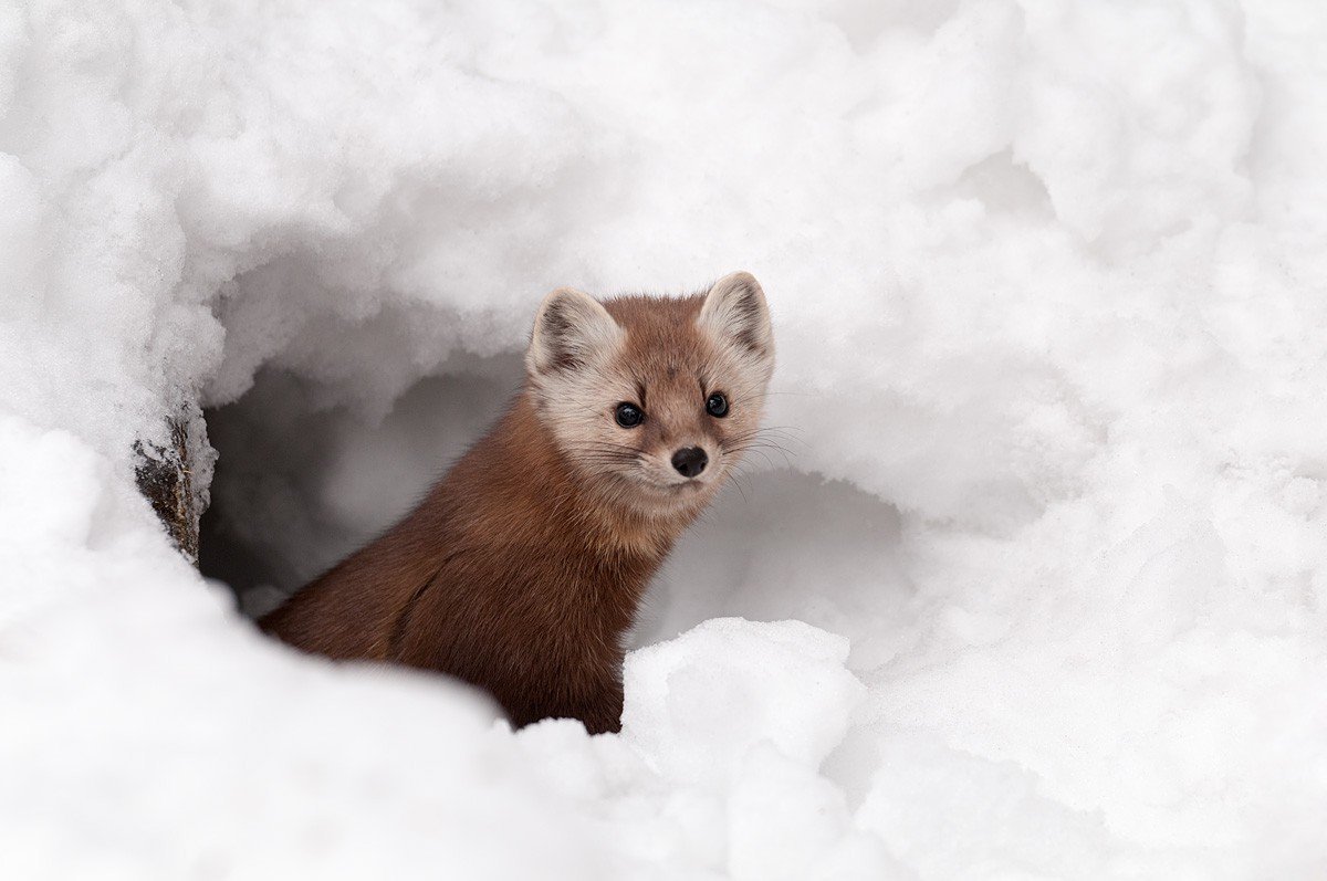 Куница каменная Крымская