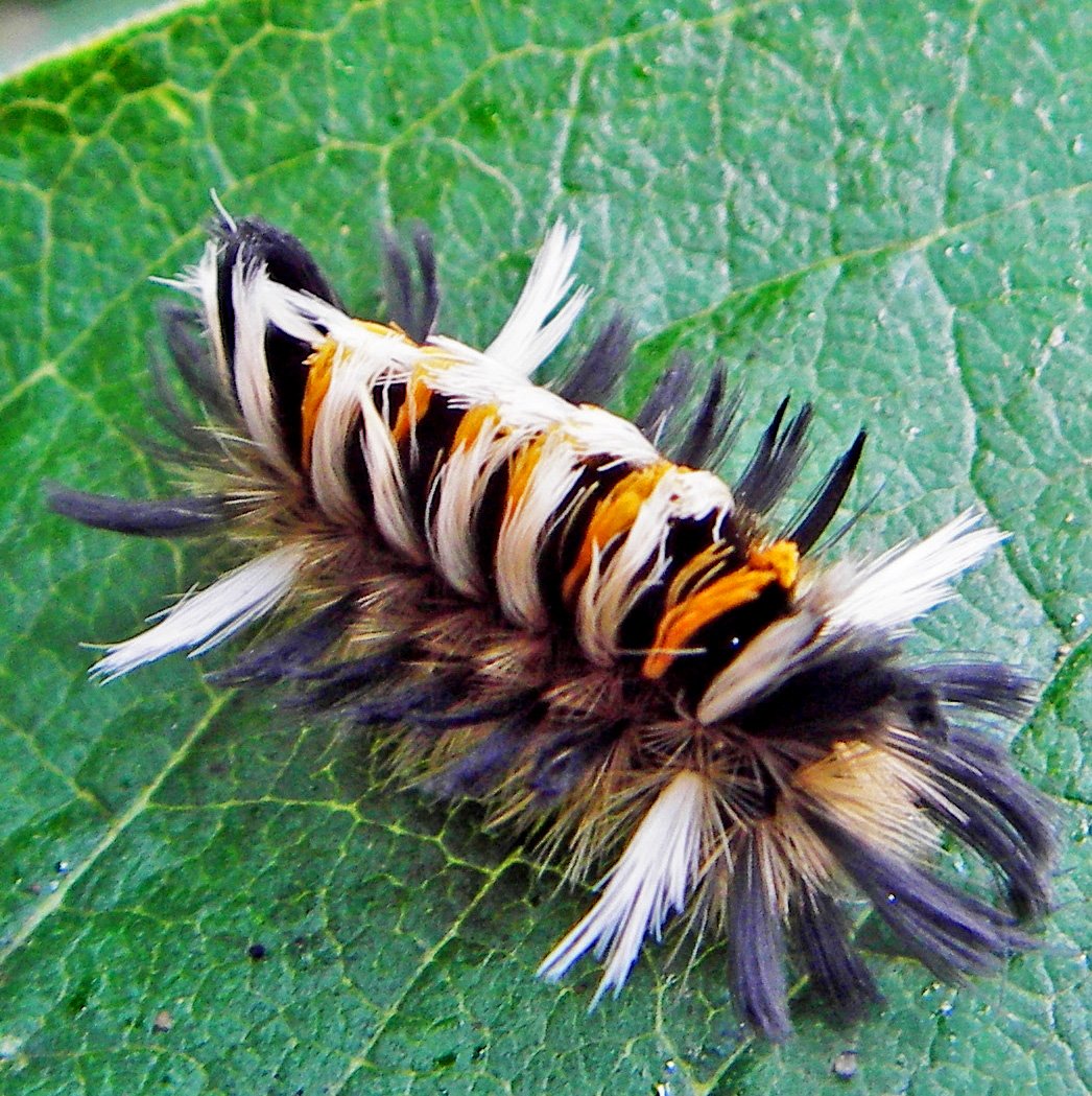 Argema mittrei гусеница