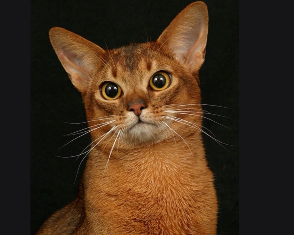 Египетская кошка Абиссинская