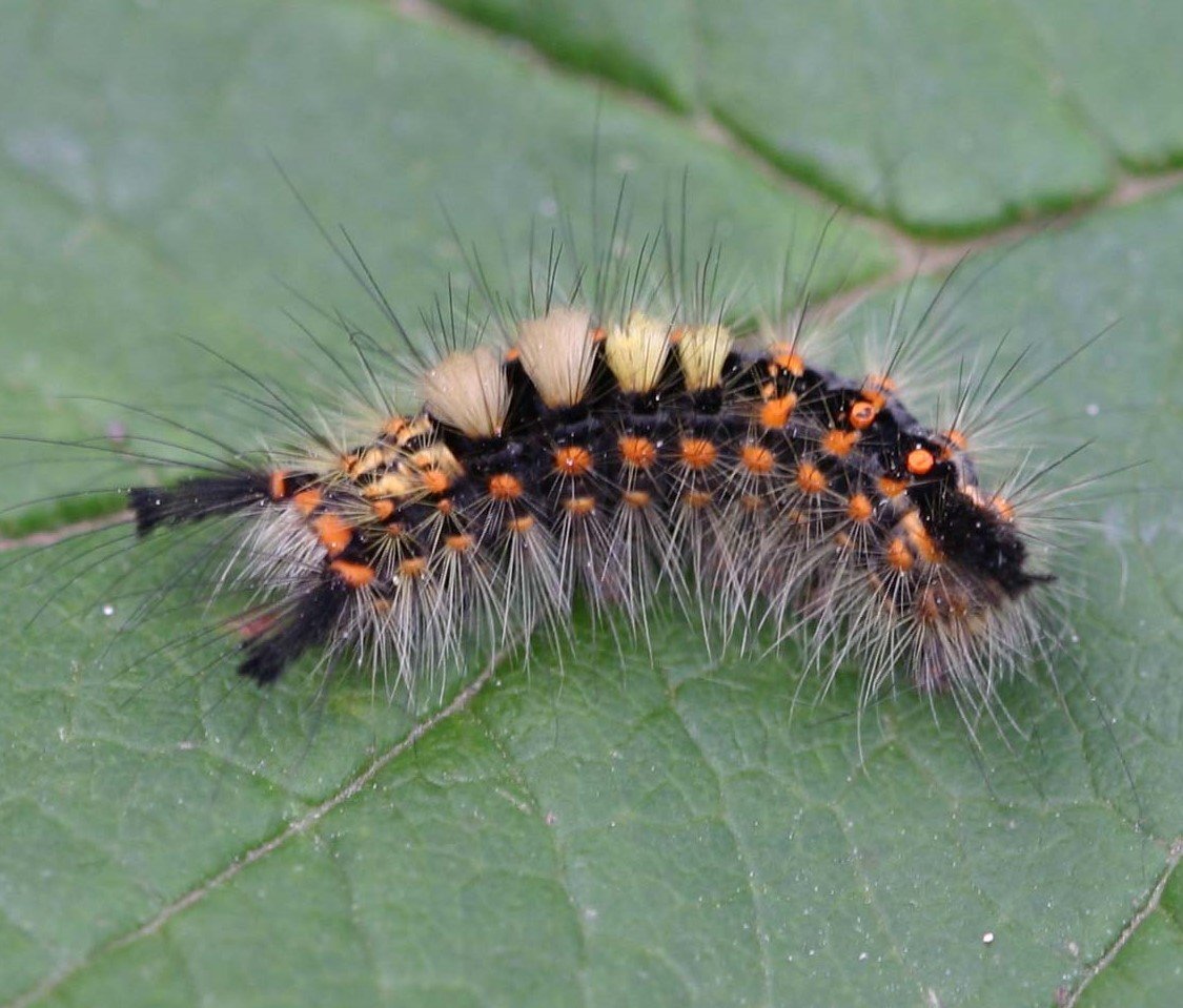 Бабочка Медведица крестовниковая
