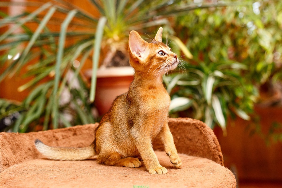 Цитрусовый абиссинец