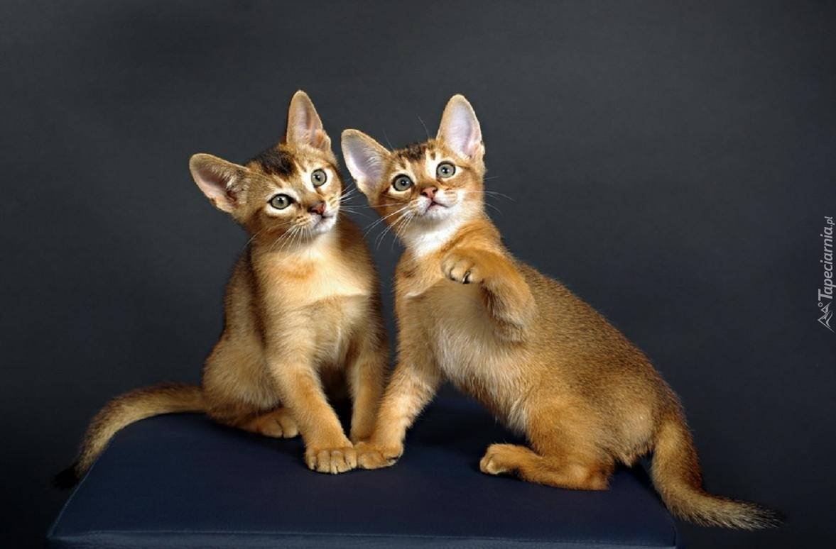 Абиссинская и Британская кошка