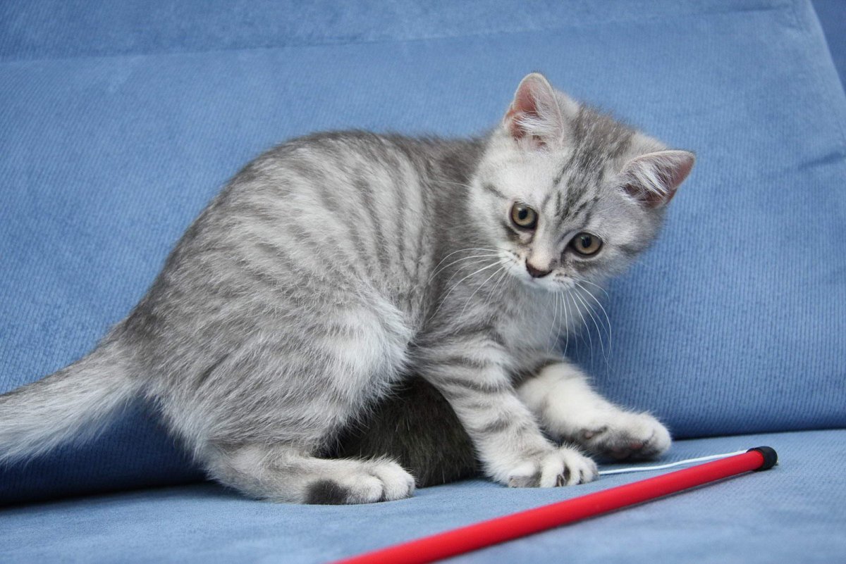 Кот британец серебристый табби