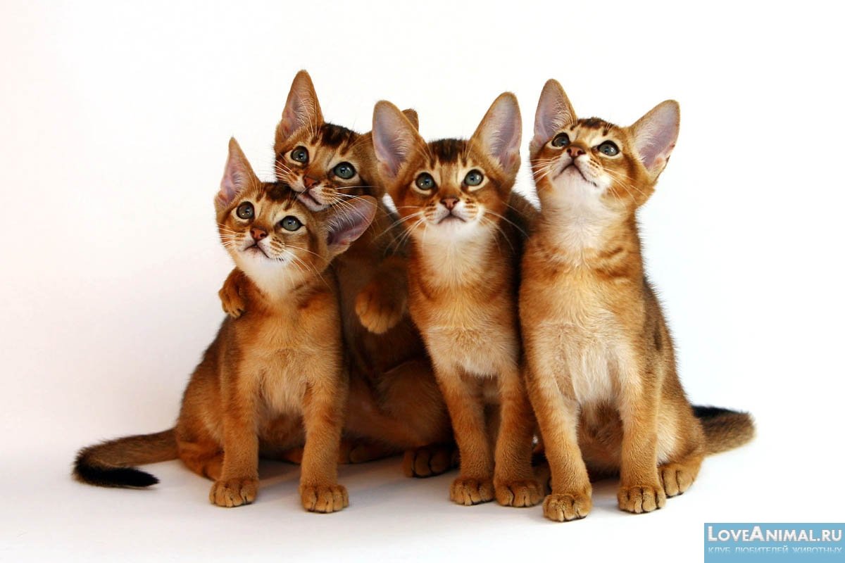 Абиссинская кошка характер