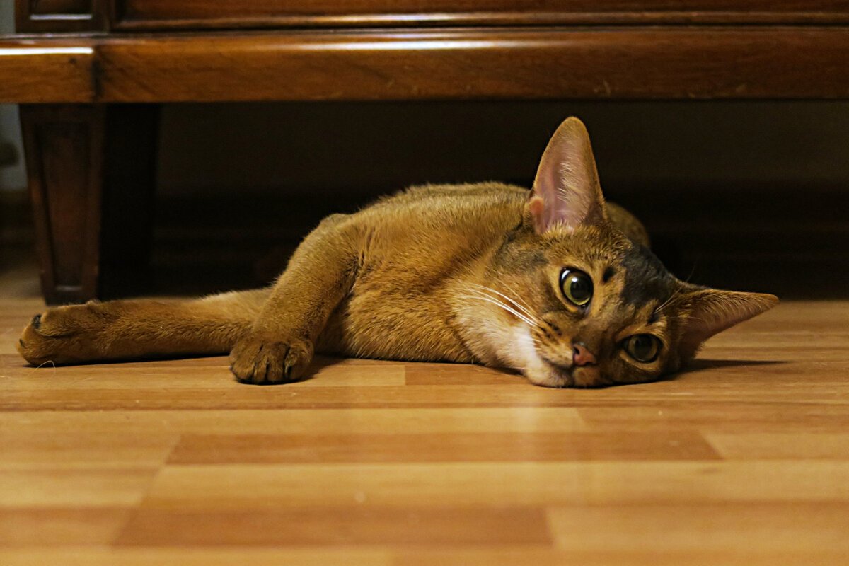 Шлёпа на рабочий стол кот